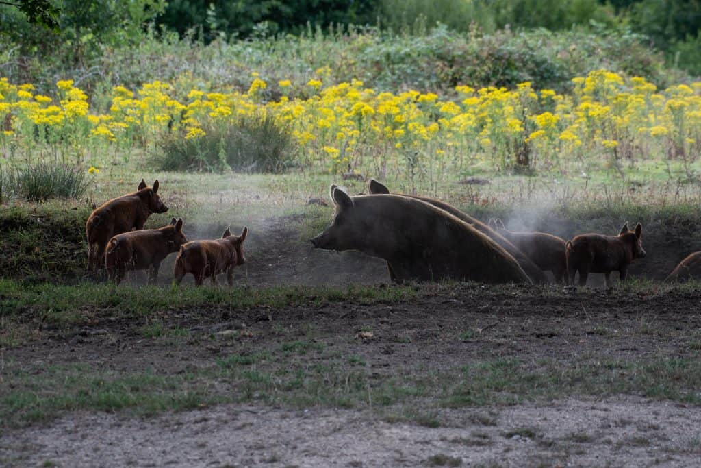 Tamworth pigs are pictured in the early morning light against a backdrop of yellow ragwort at Knepp Estate. They have congregated in a small ditch surrounded by steam.