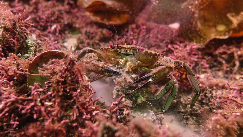 A velvet carb crawls through vibrant, pink and purple-coloured maerl seaweed in Lamlash Bay.