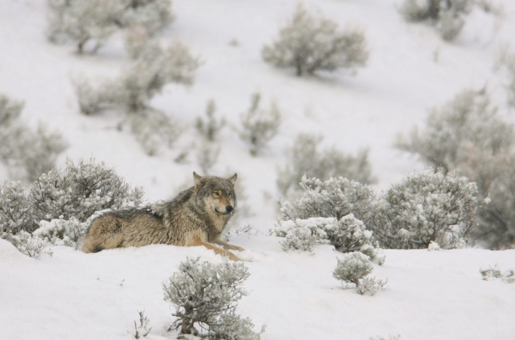 Wolf lay on the ground in the snow.