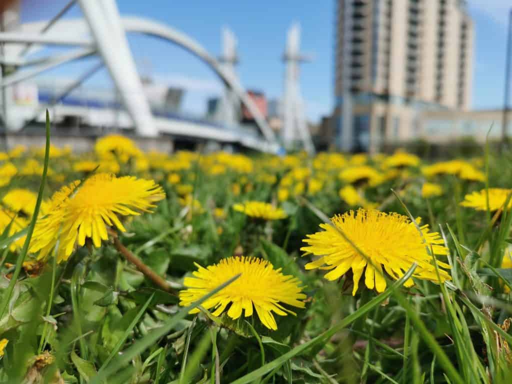 Bright yellow dandelions cover grass in front of buildings and a bridge in the background.