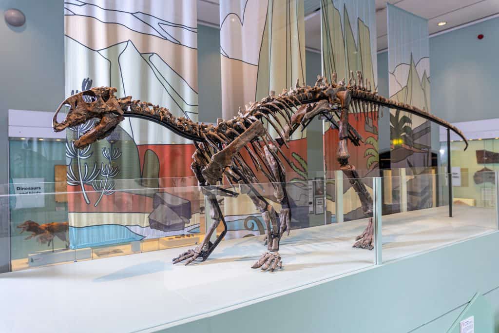 April, a full Tenontosaurus skeleton, on display within the Dinosaur Gallery at Manchester Museum.